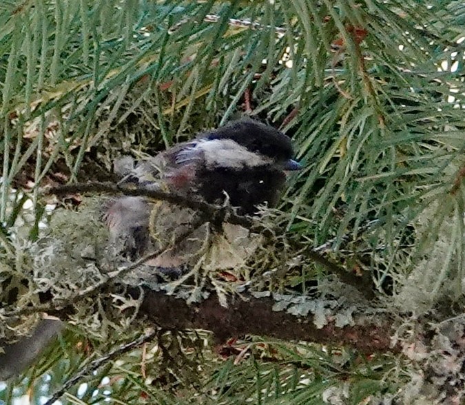 Chestnut-backed Chickadee - ML638957374