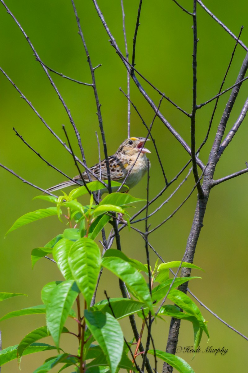 Grasshopper Sparrow - ML638957379