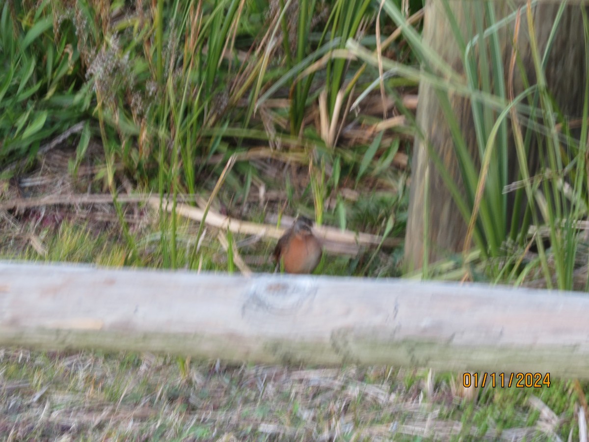 Virginia Rail - ML638957386