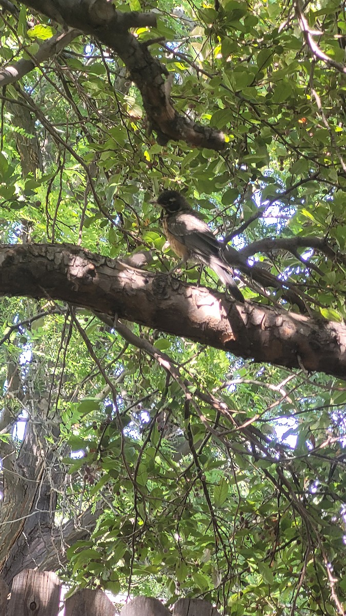 American Robin - ML638957423
