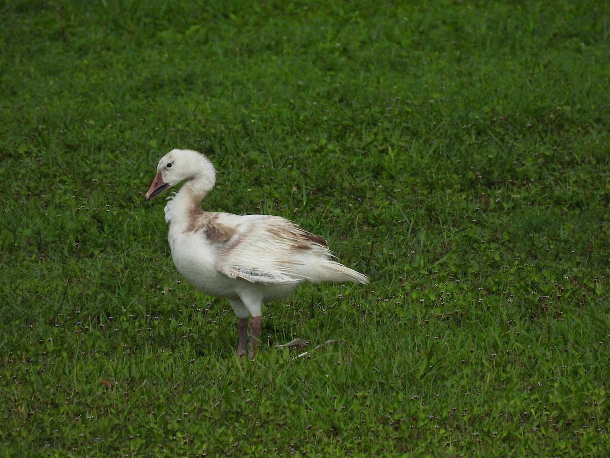 Snow Goose - ML638957431