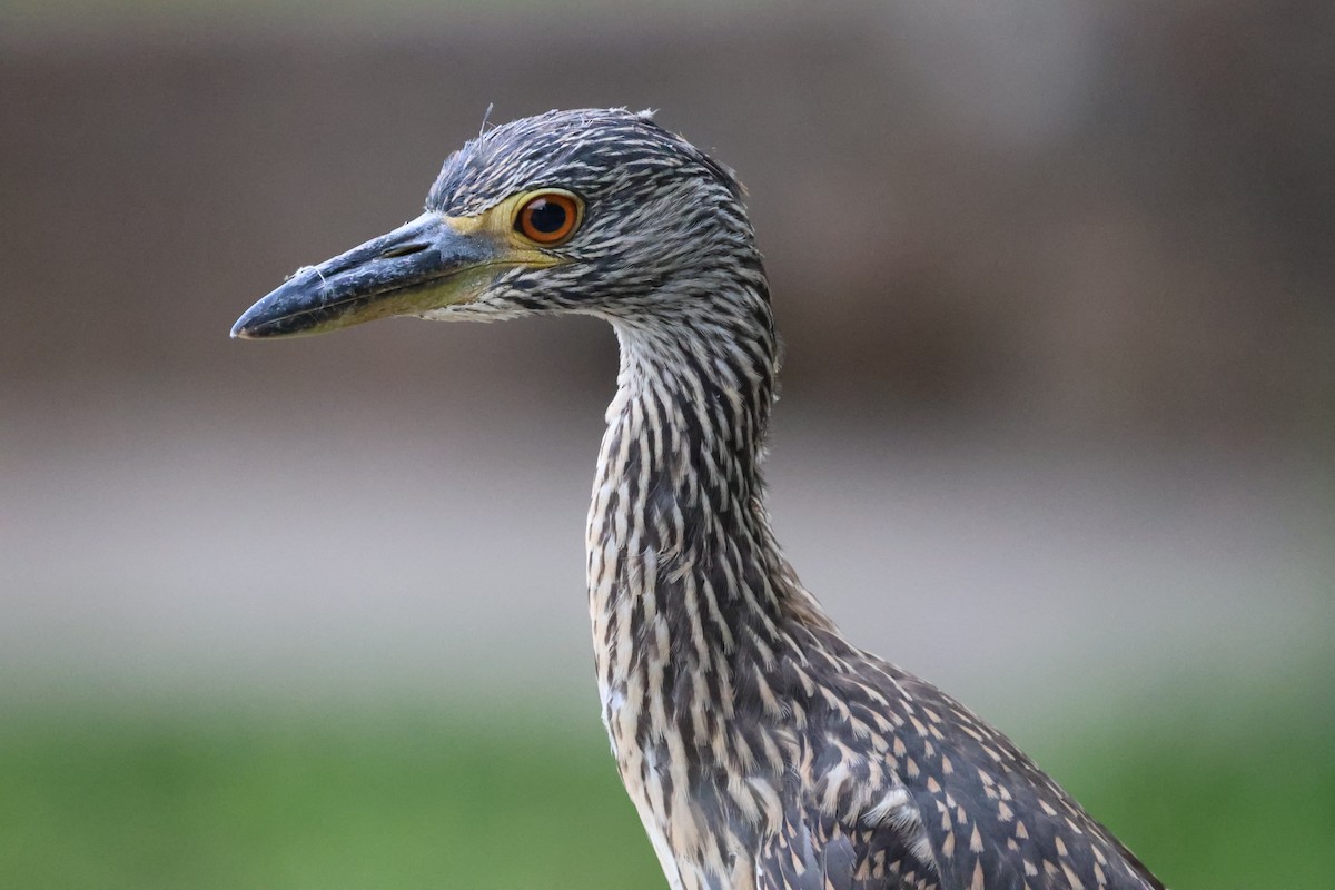Yellow-crowned Night Heron - ML638957443