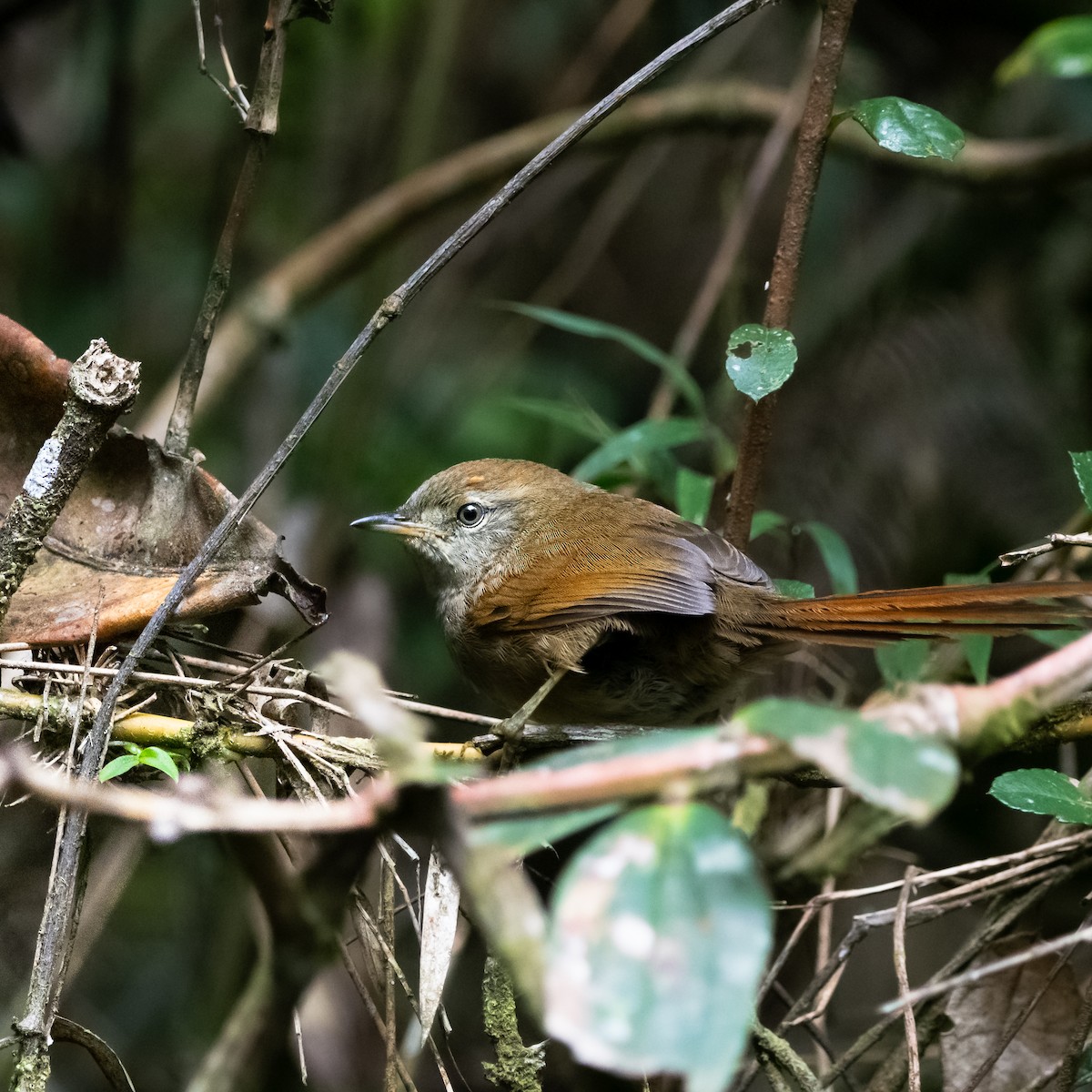 Azara's Spinetail - ML638957485