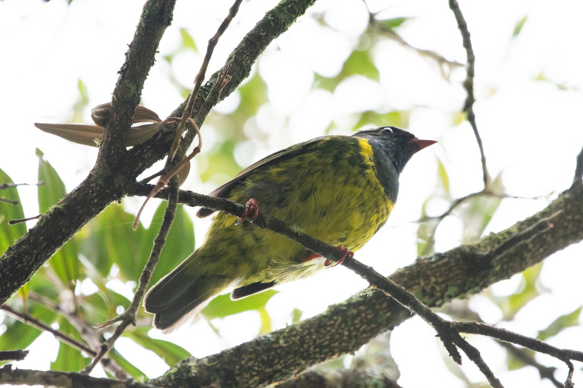 Cotinga vert et noir - ML638957491