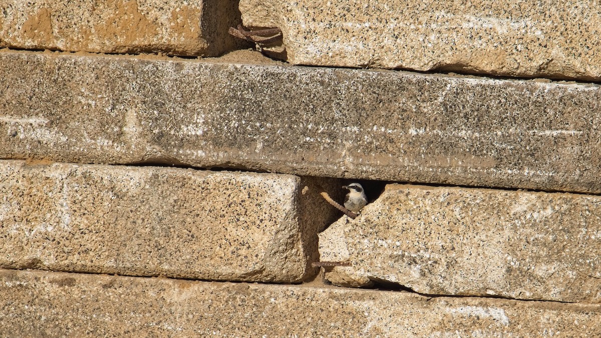 bělořit šedý - ML638957492