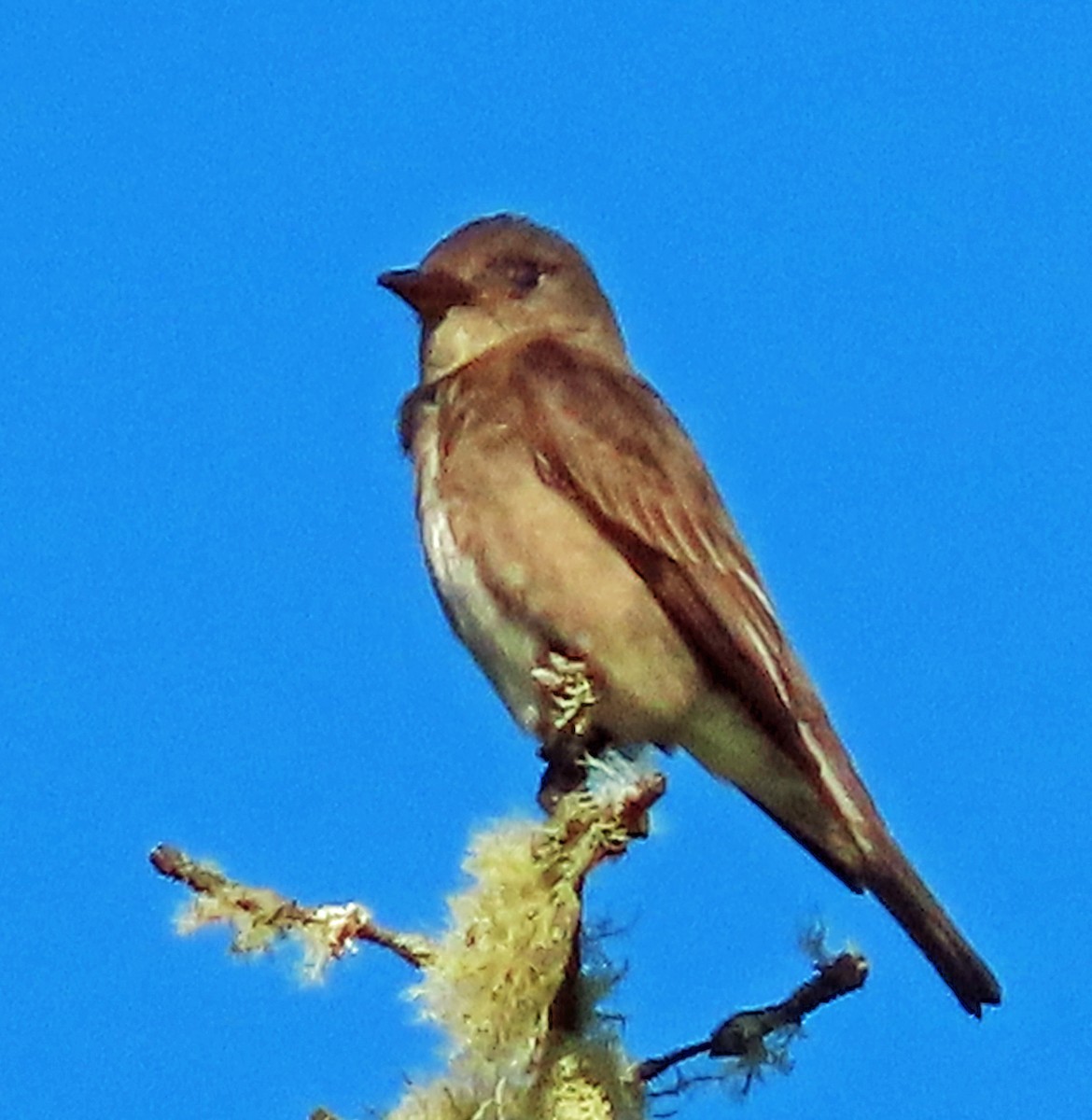 Olive-sided Flycatcher - ML638957510