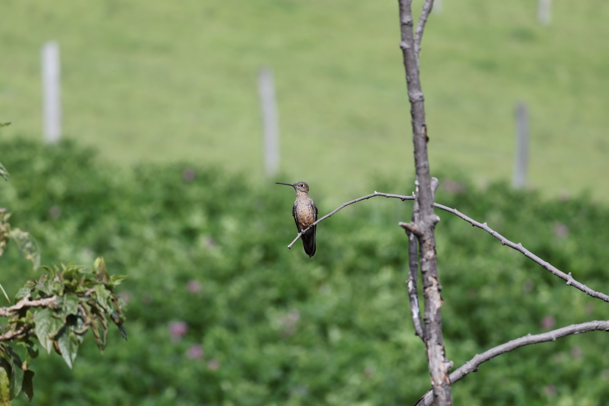 Riesenkolibri - ML638957522