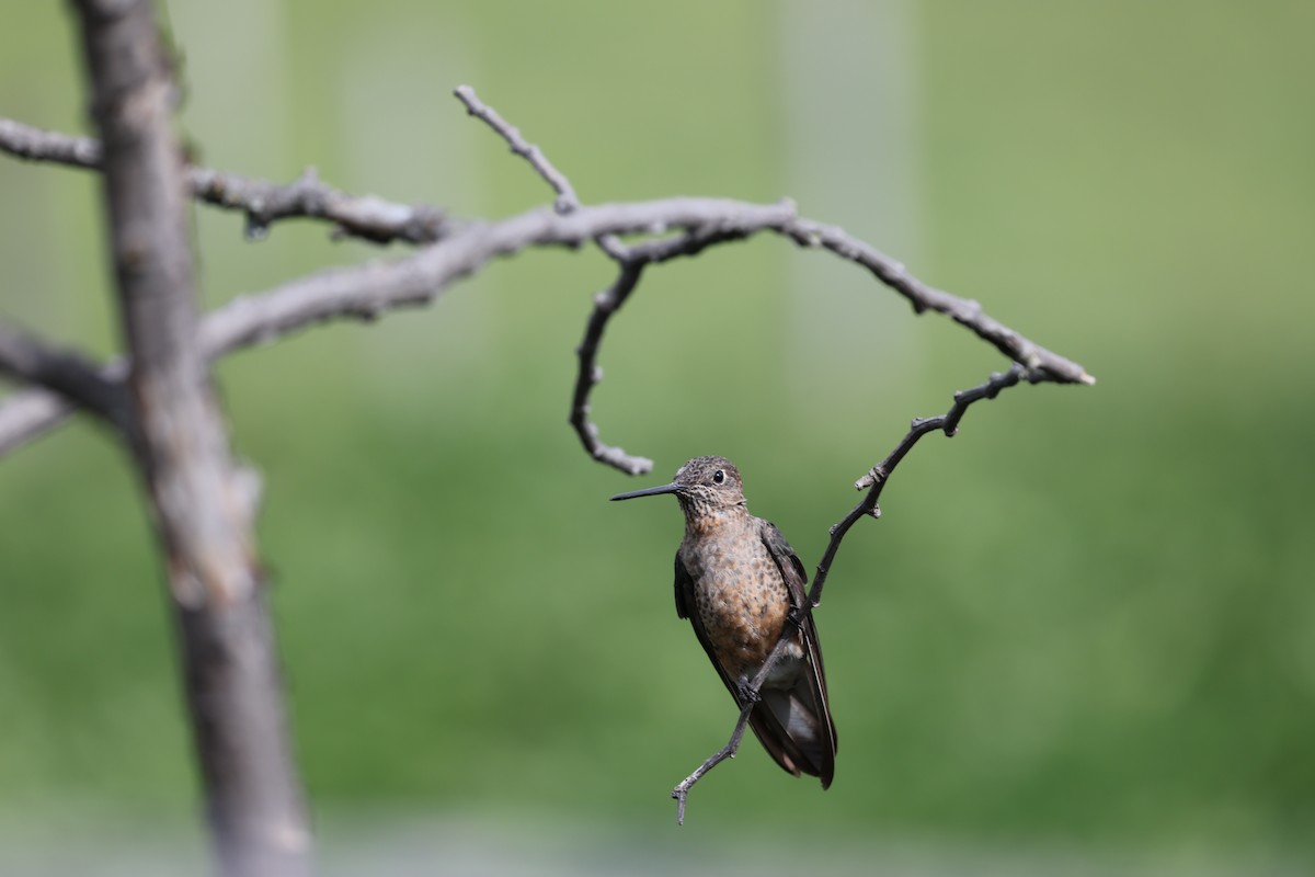 Riesenkolibri - ML638957523