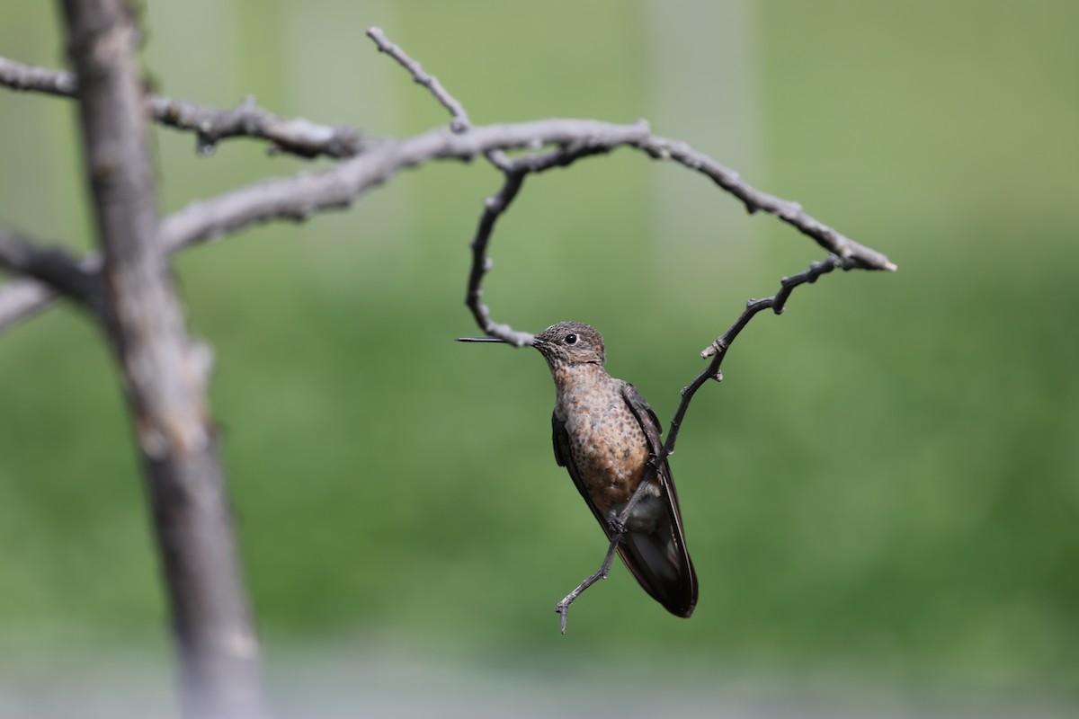 Riesenkolibri - ML638957525