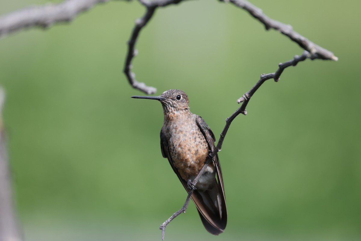Riesenkolibri - ML638957526