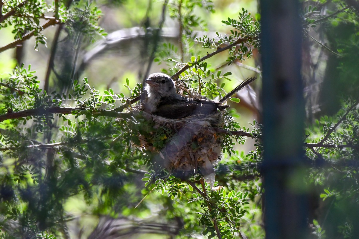 krattvireo (arizonae) - ML638957538