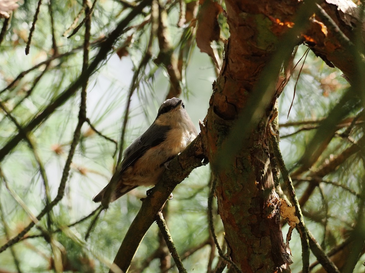 Eurasian Nuthatch - ML638957557