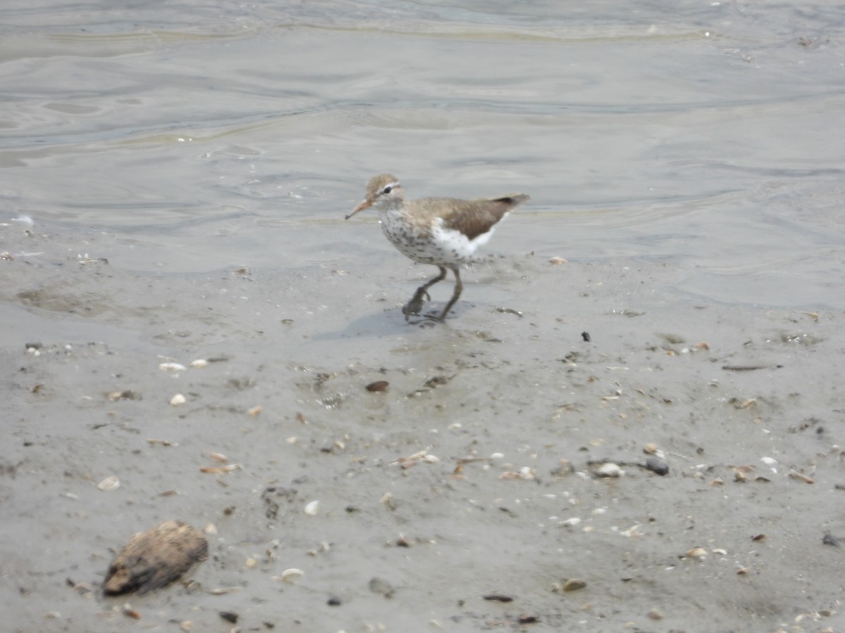 Spotted Sandpiper - ML638957562