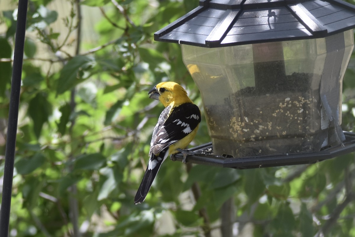 Yellow Grosbeak - ML638957567