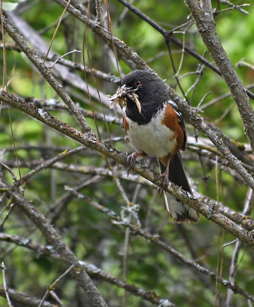 Spotted Towhee - ML638957582