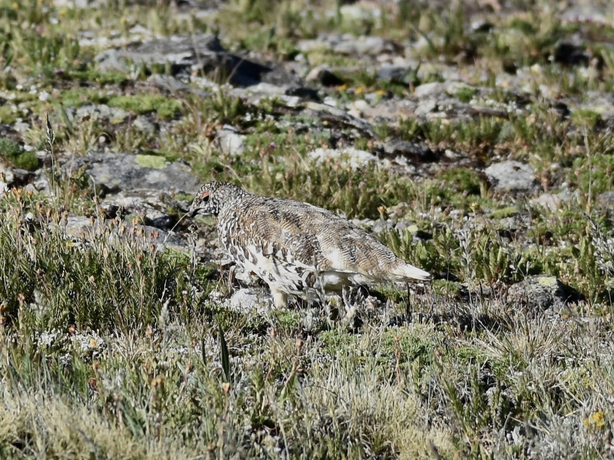 White-tailed Ptarmigan - ML638957595