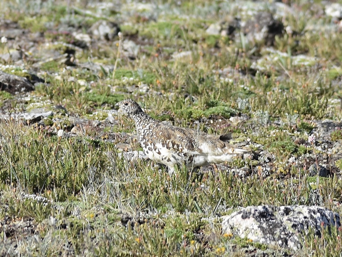 White-tailed Ptarmigan - ML638957596