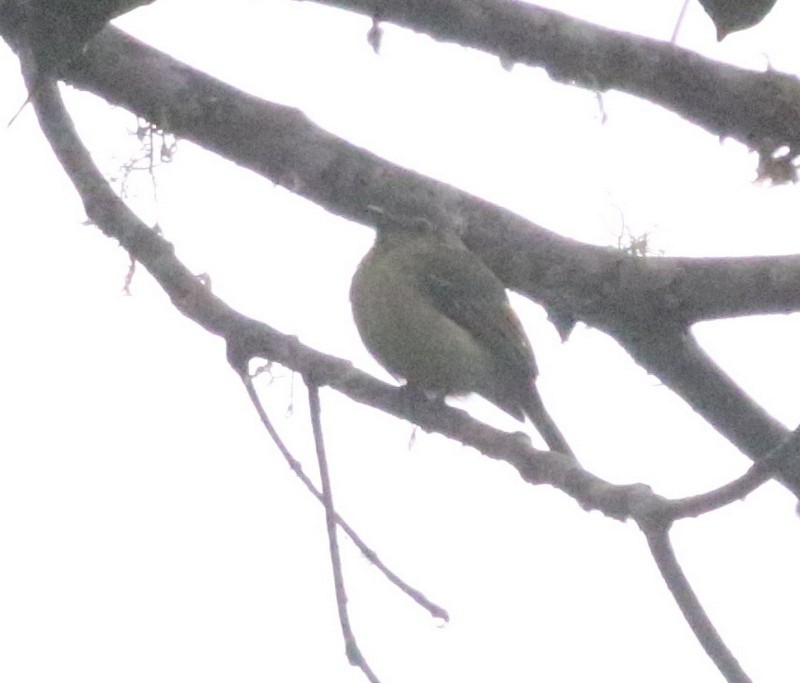 エクアドルヒゲハエトリ - ML638957609