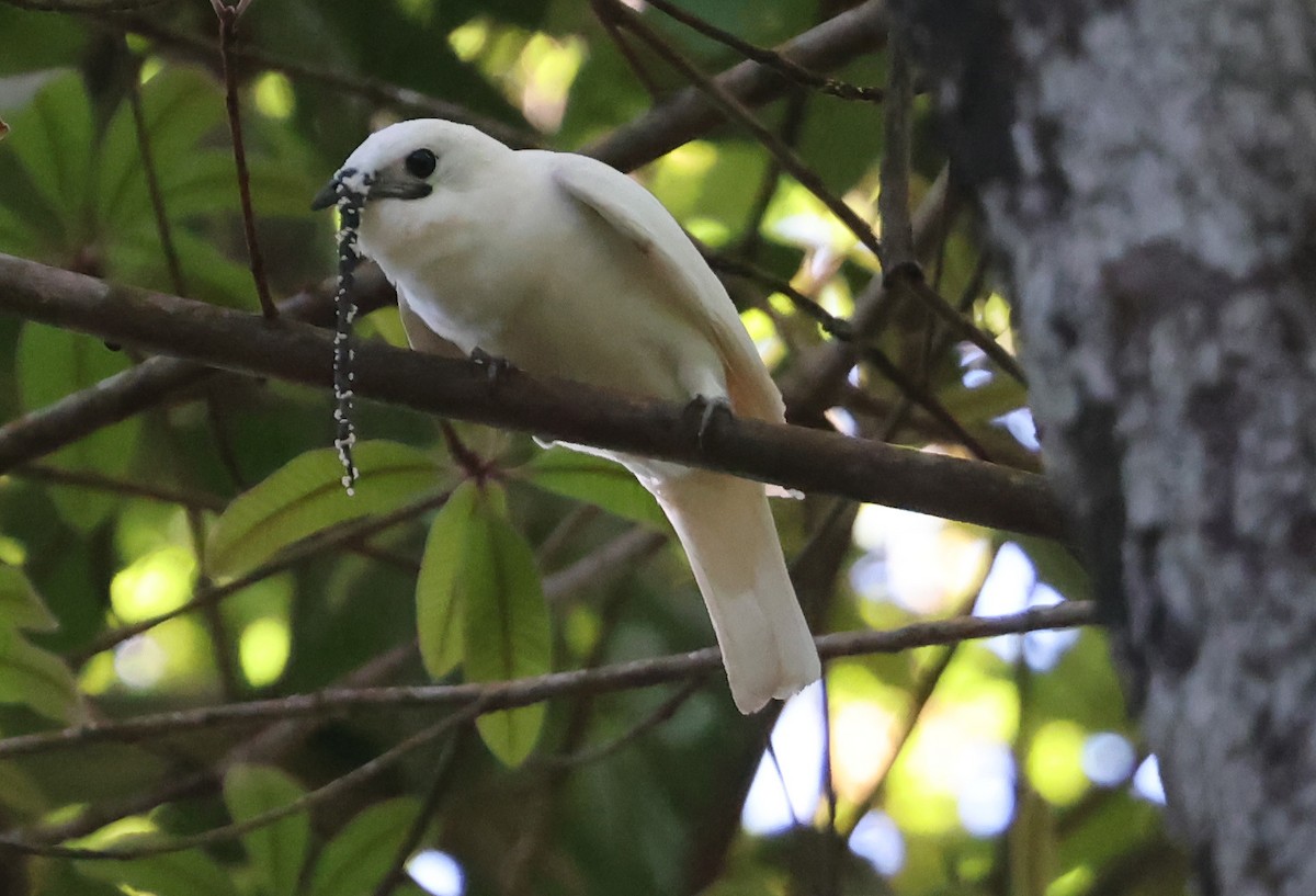 Araponga blanc - ML638957632