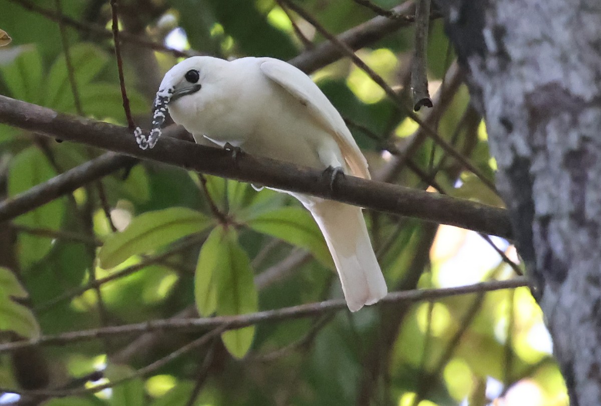 Araponga blanc - ML638957633