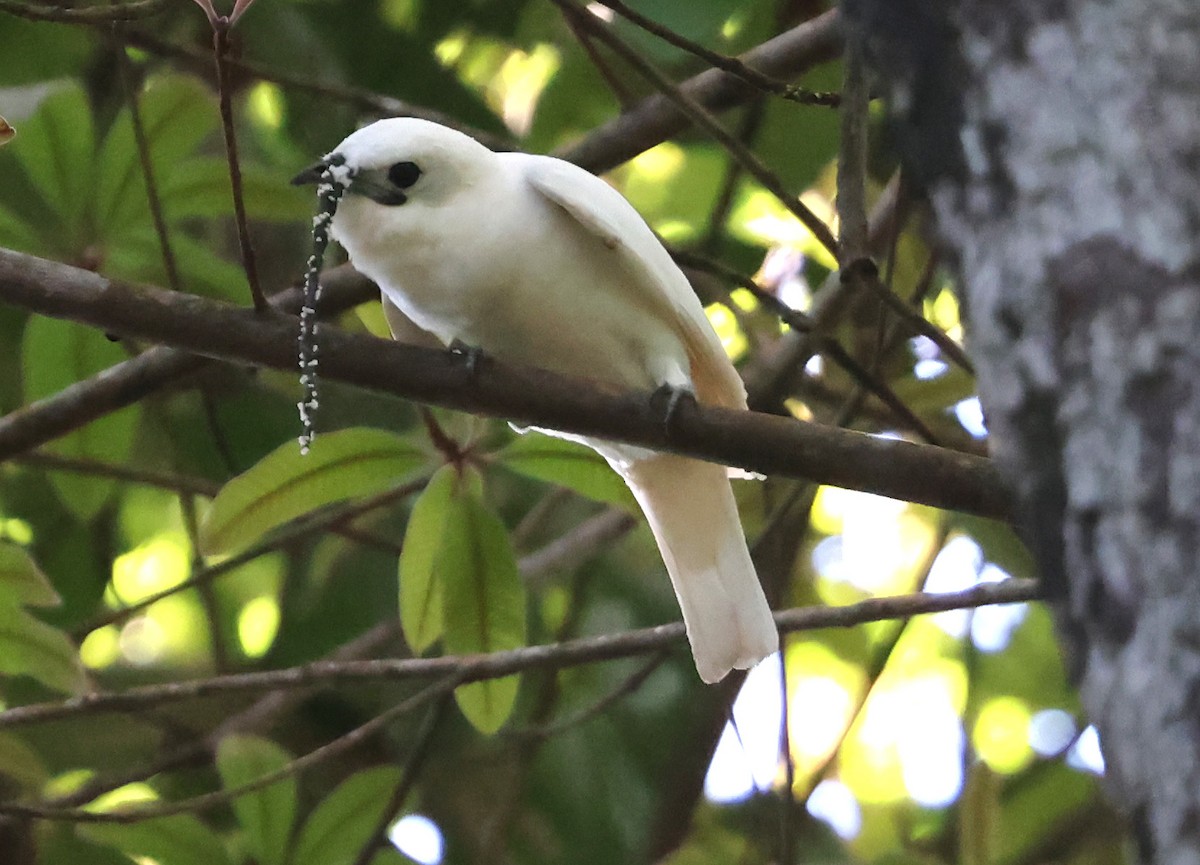 Araponga blanc - ML638957634