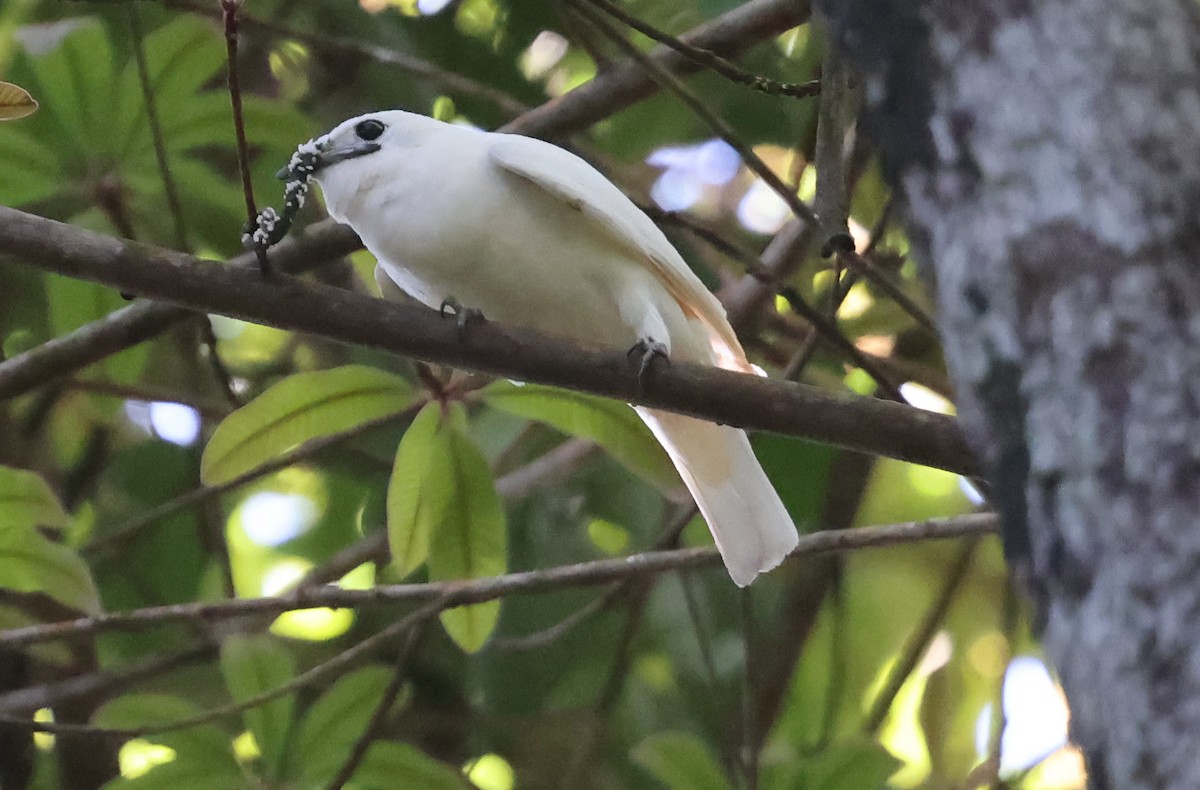 Araponga blanc - ML638957635