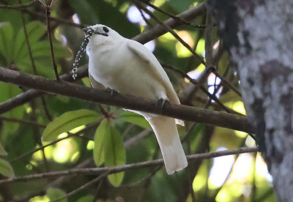 Araponga blanc - ML638957636