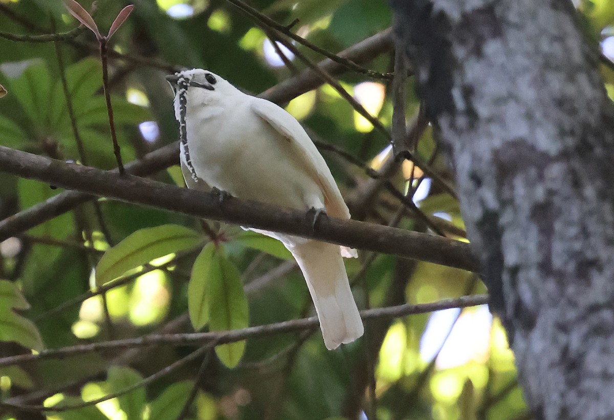 Araponga blanc - ML638957637