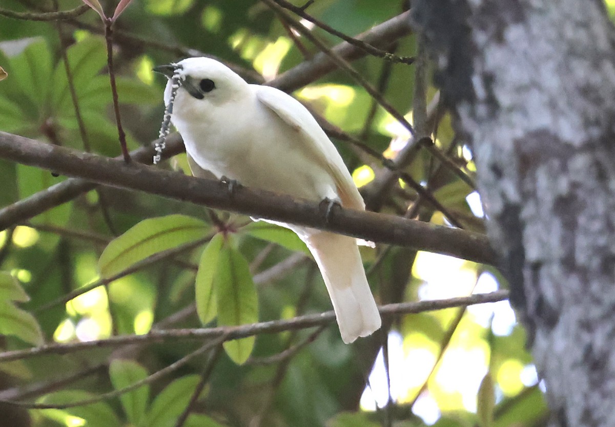 Araponga blanc - ML638957638
