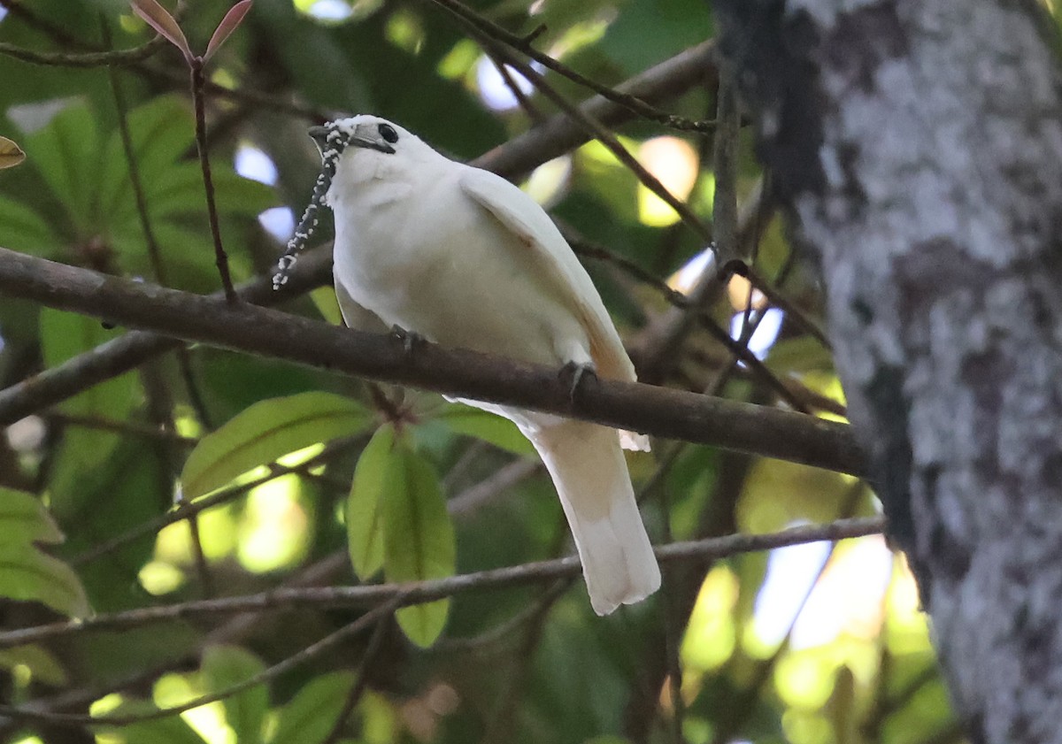 Araponga blanc - ML638957639