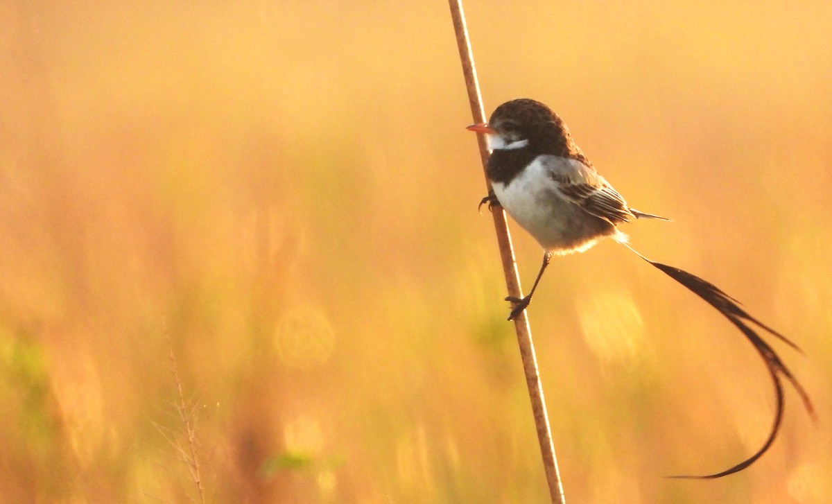 Strange-tailed Tyrant - ML638957646