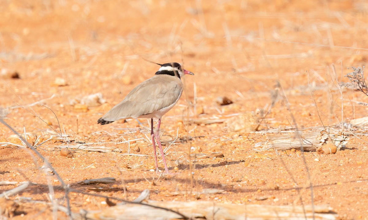 Black-headed Lapwing - ML638957707