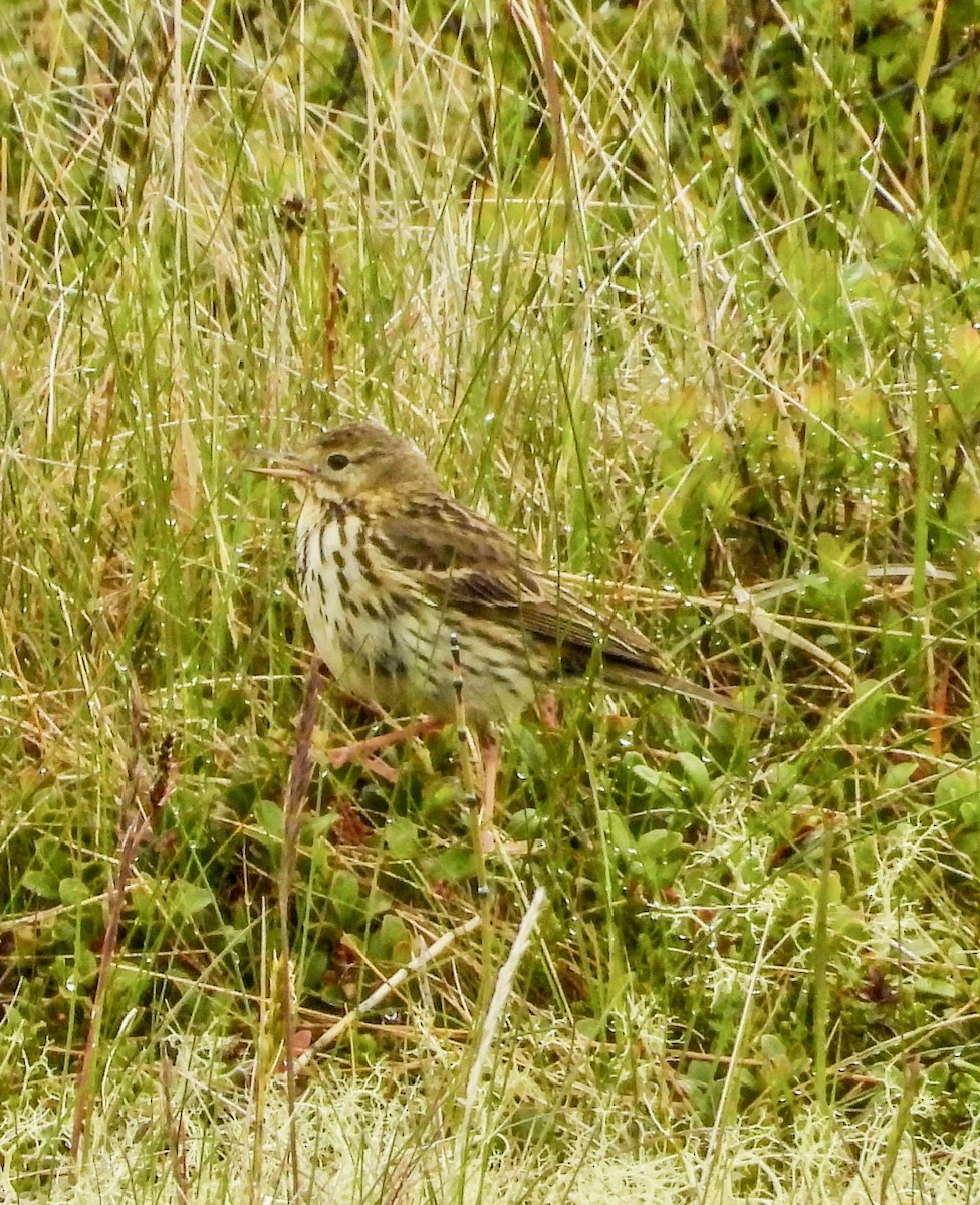 Meadow Pipit - ML638957717