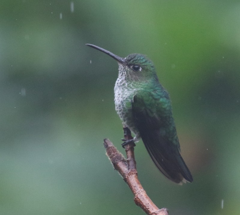 Colibrí Moteado - ML638957728