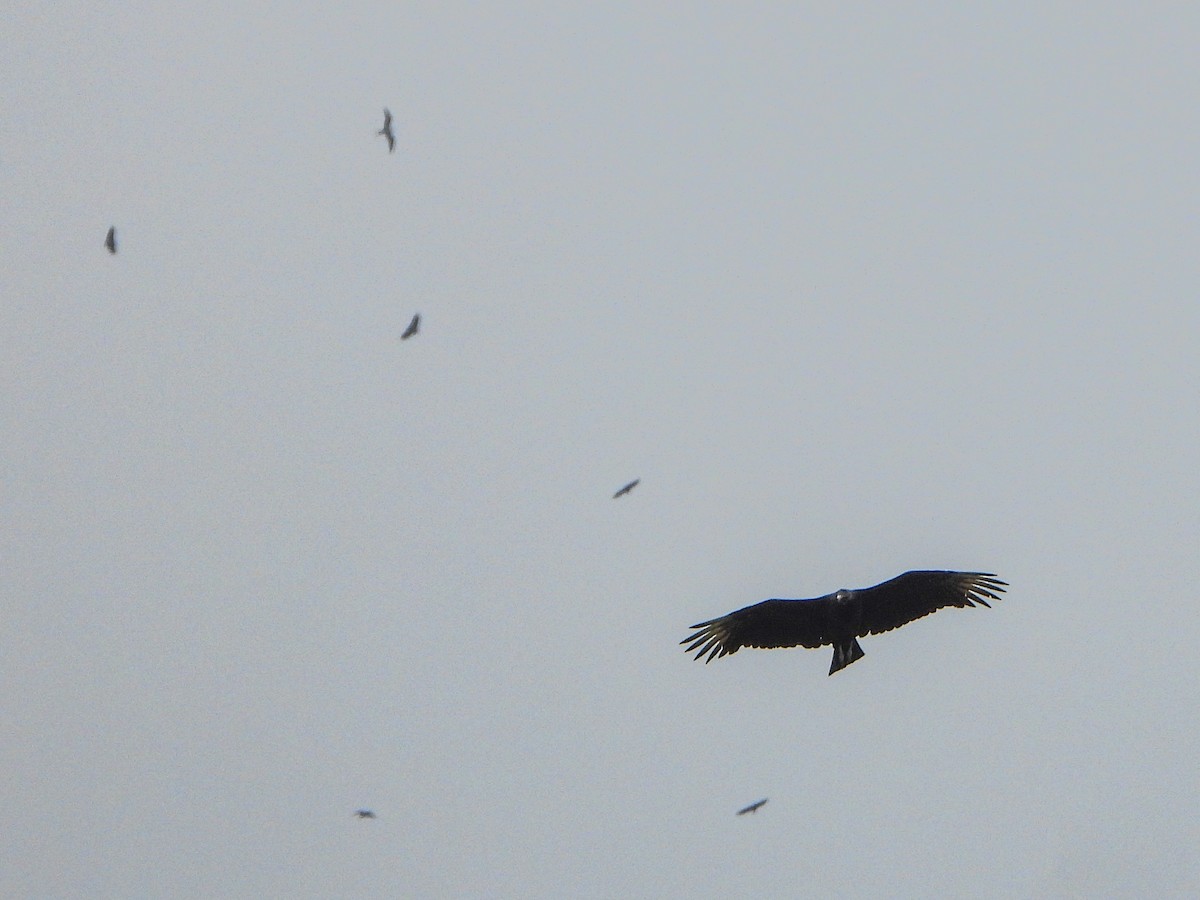 Black Vulture - ML638957747