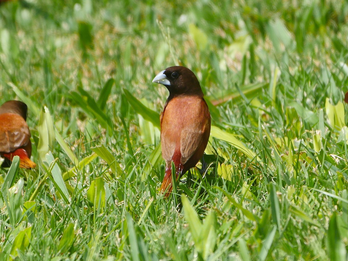 Chestnut Munia - ML638957755