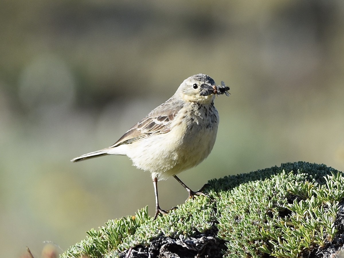 American Pipit - ML638957783