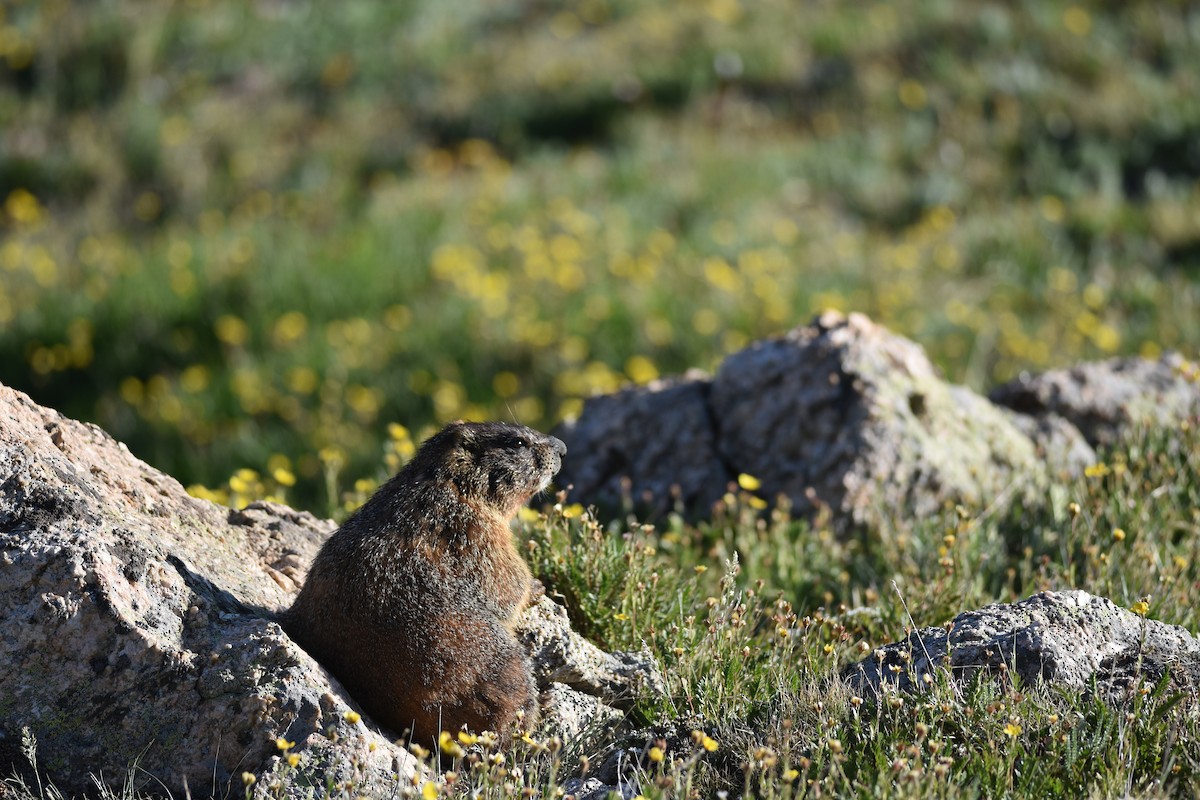 Yellow-bellied Marmot - ML638957789