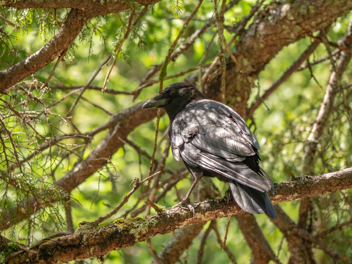 American Crow - ML638957831