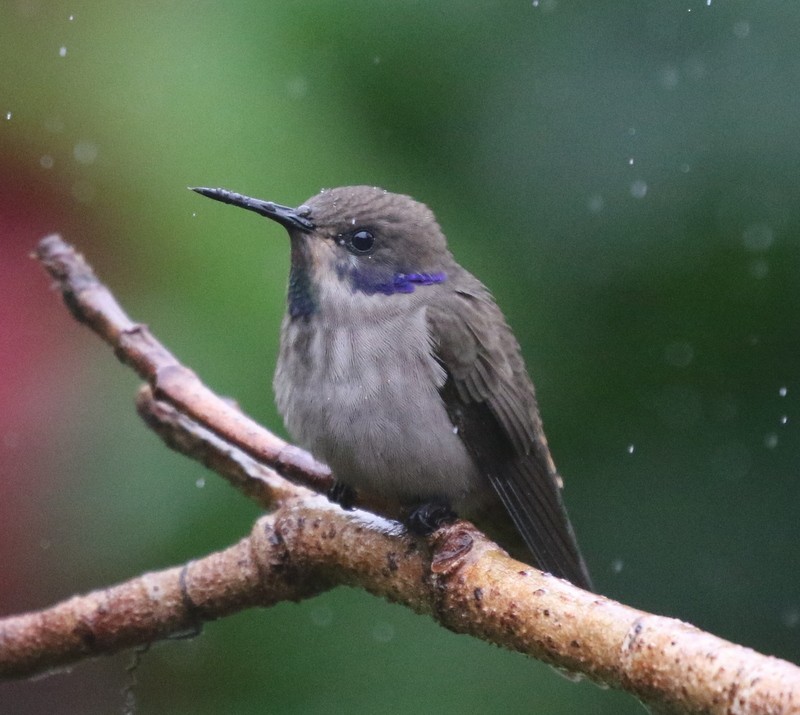 Brown Violetear - ML638957852