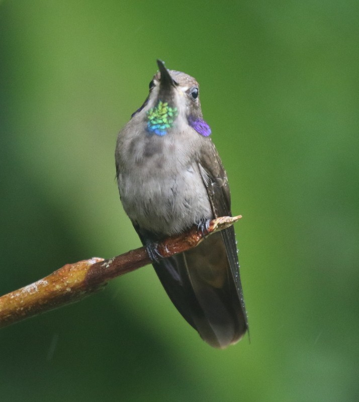 Brown Violetear - ML638957854