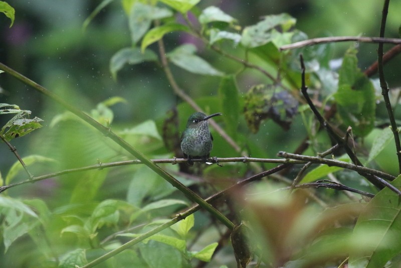 Colibrí Moteado - ML638957880