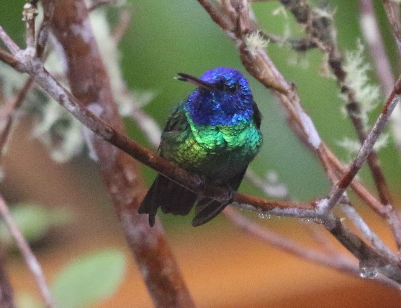 Golden-tailed Sapphire - ML638957935
