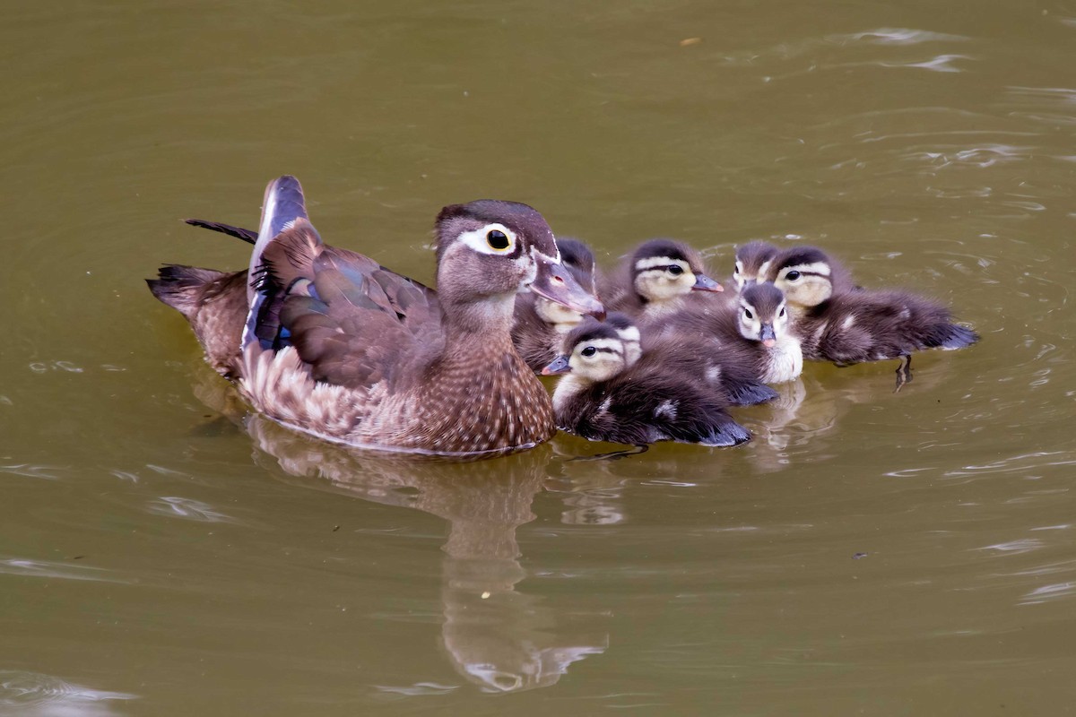 Wood Duck - ML638957961