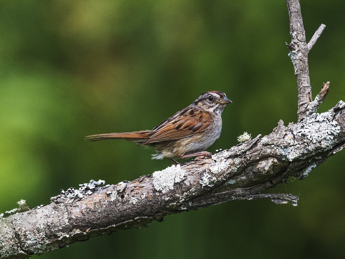 Swamp Sparrow - ML638957984