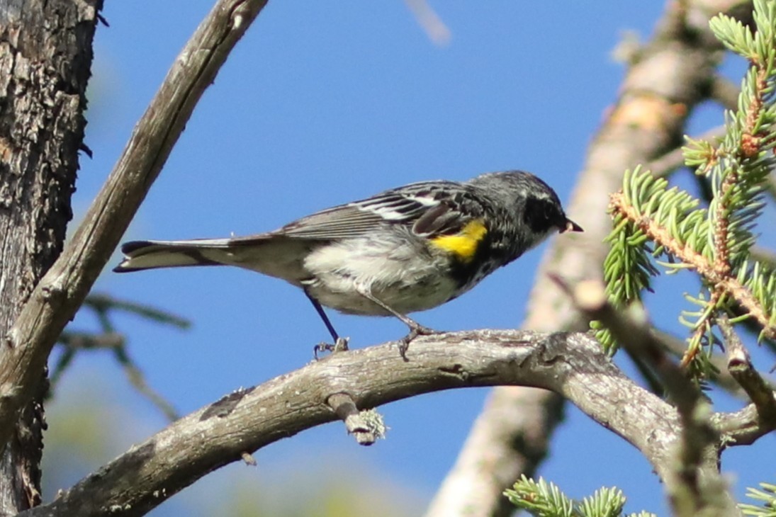 Yellow-rumped Warbler (Myrtle) - ML638957992