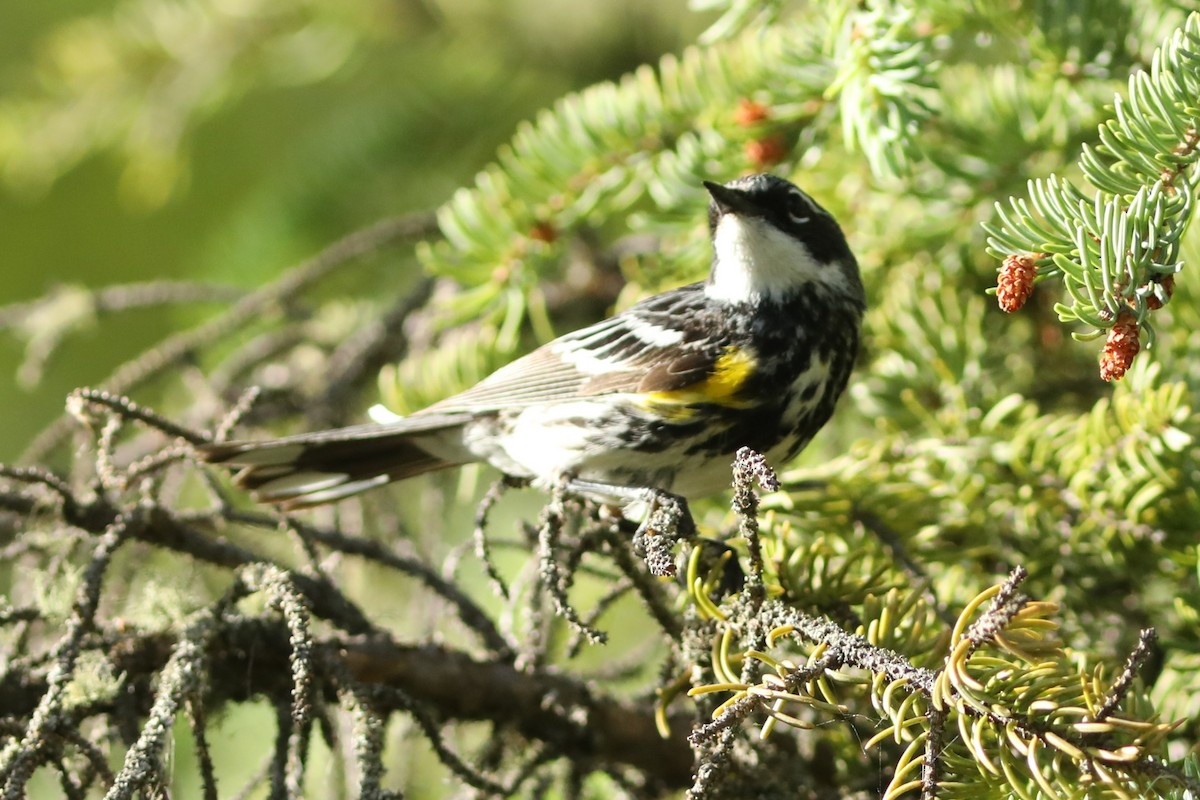 Yellow-rumped Warbler (Myrtle) - ML638957993