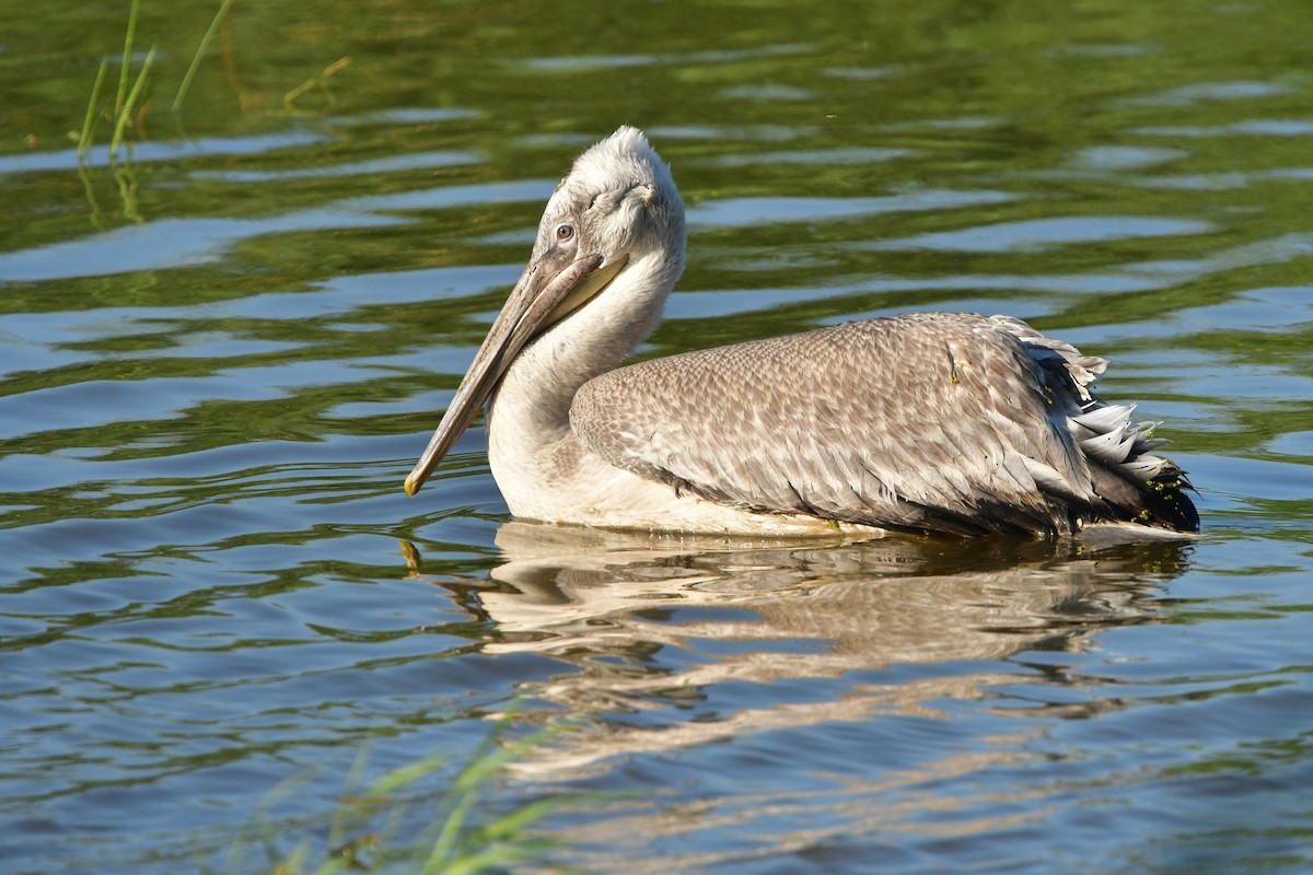 Great White Pelican - ML638958049