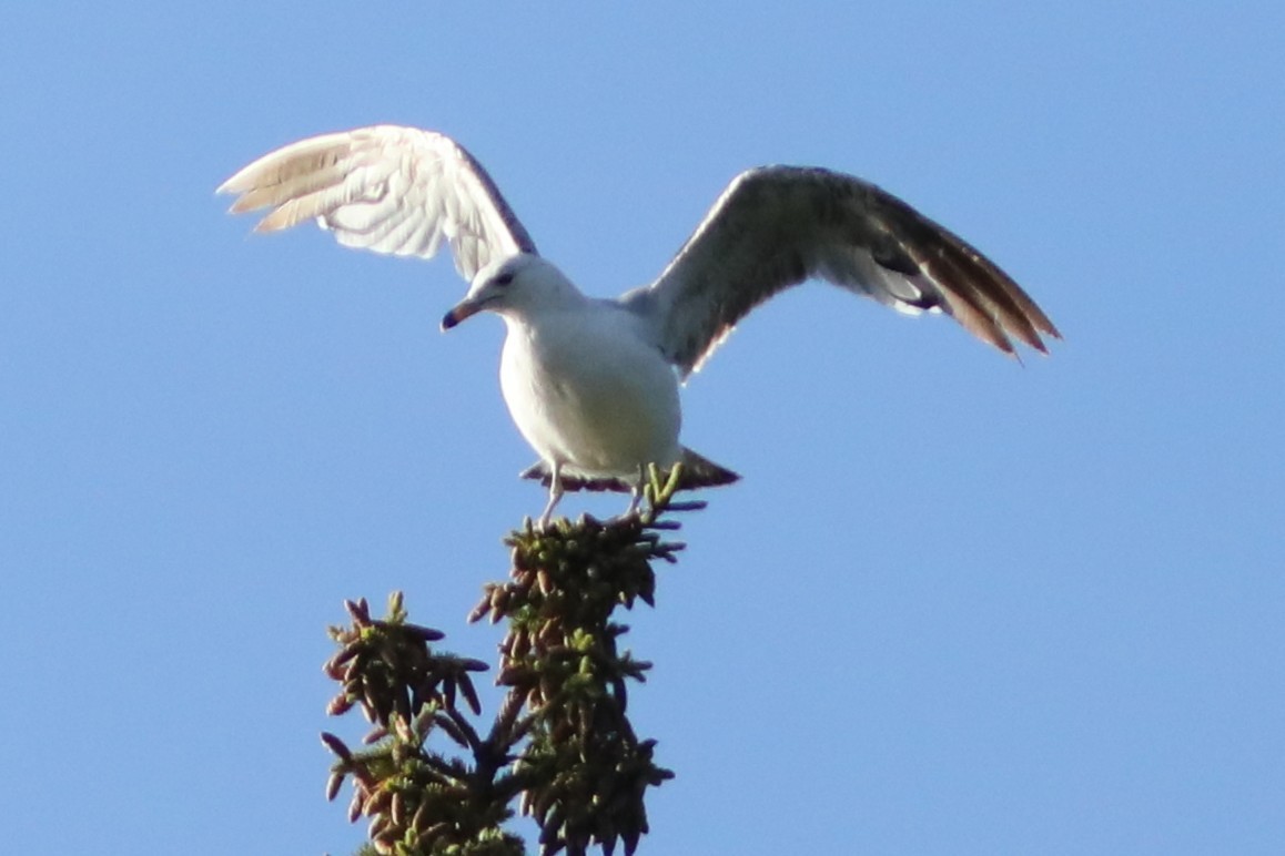 Ring-billed Gull - ML638958059