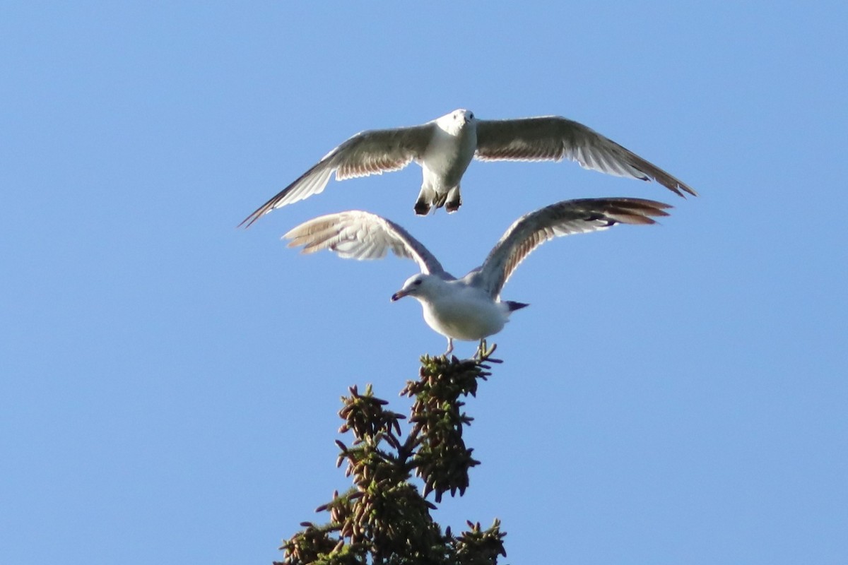 Ring-billed Gull - ML638958060